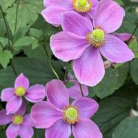コムラサキ,シュウメイギク,ハキダメギク,今日のお花,野草　山野草の画像