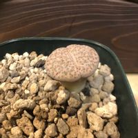 リトープス,多肉植物,鉢植え,緑のある暮らし,珍奇植物の画像