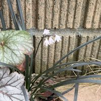 コクリュウ（黒竜）,ガーデニング,花の話,その他エクステリアの画像