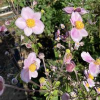 キキョウ,シュウメイギク,プルメリア,花のある暮らし,実家にての画像
