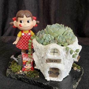 AI加工,多肉の寄せ植え,多肉大好き,多肉棚,多肉中毒の画像