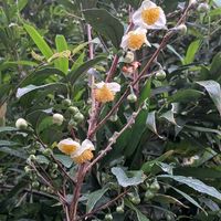 ルリマツリ,チャノキ,プルンパーゴ(ルリマツリ),ルリマツリ(プルンパーゴ),ツワブキ(石蕗)の画像