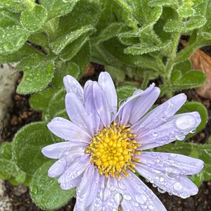 ダルマ菊,ガーデニング,花のある暮らし,ナチュラルスタイル,おうち園芸の画像