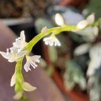 銀水引,ギンミズヒキ(銀水引),斑入り白花ミズヒキ,ベランダガーデニング,山野草の画像