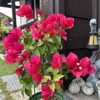 ブーゲンビリア,花のある暮らし,玄関前の画像