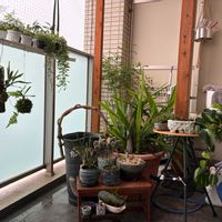 シマトネリコ,ユッカ,ガジュマル,紅葉,猩々丸の画像