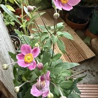 シュウメイギク,シュウメイギク,ベランダガーデニング,バルコニーガーデニング,今日のお花の画像