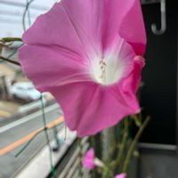 アサガオ,朝顔,アサガオ♡,うなじショット, アサガオの画像