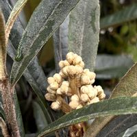 ビワ,果樹,植物男子,おうち園芸,庭の画像