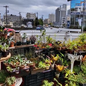 多肉植物,ウラボシ科,ビカクシダ属,食中植物,塊根の画像