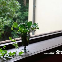 ポトス,ポトス,お出かけ先にて,雨の日に,ミラーレス一眼の画像