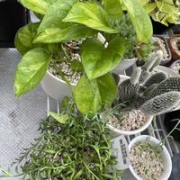 サボテン,ポトス,観葉植物の画像