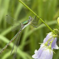 ツリガネニンジン,山野草,里山,昆虫シリーズ,アオイトトンボ科の画像