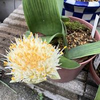 マユハケオモト,山野草,小さな庭の画像