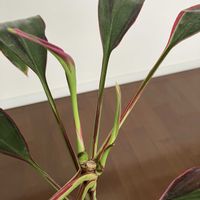 ドラセナ,長い付き合い,観葉植物好き,ガーデニング大好き,グリーンいっぱいの部屋の画像