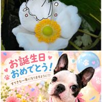 シュウメイギク,ニゲラ,エノテラアフリカンサン,今日のお花,ペコちゃん祭りの画像