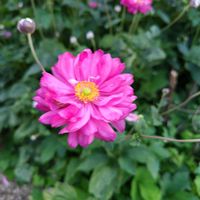 乙女心,秋明菊,ガーデニング,ピンクの花,かわいいな♡の画像