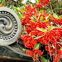 ピラカンサ,秋色,日本の伝統,グリーン！グリーン！グリーン！,真っ赤な実の画像