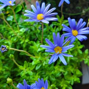 ガーベラ,ブルーデージー,花のある暮らし,北海道,ハッピーハロウィンの画像