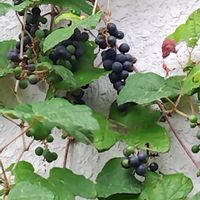 ノブドウの画像