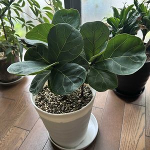 カシワバゴム・バンビーノ,カシワバゴム・バンビーノ,観葉植物,階段/廊下の画像