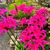 ダイヤモンドリリー,ダイヤモンドリリー,スマホ撮影加工なし,花の15年組,庭の画像