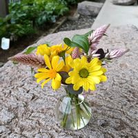 ユリオプスデージー,ユリオプスデージー,利休草,利休草,花のある暮らしの画像