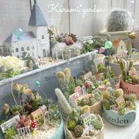 サボテン,サボテン,サボテン寄せ植え,多肉植物 寄せ植え,箱庭の画像