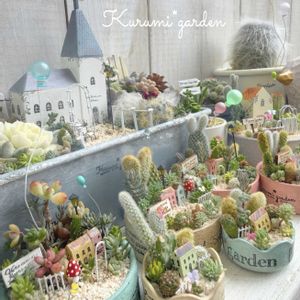 サボテン,サボテン,サボテン寄せ植え,多肉植物 寄せ植え,箱庭の画像