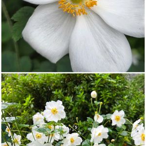シュウメイギク,NO GREEN  NO LIFE,今日のお花,見てくれてありがとう♡,GSの皆さまに感謝♡の画像