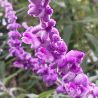 皇帝ダリア,アメジストセージ,アメジストセージ,アメジストセージ,せいたかあわだち草の画像