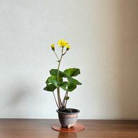 ツワブキ,盆栽,草もの盆栽,石蕗の画像