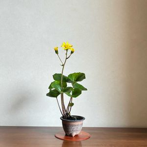 ツワブキ,盆栽,草もの盆栽,石蕗の画像
