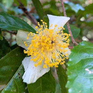 茶の木,チャノキ,雑草,山野草,野草の画像