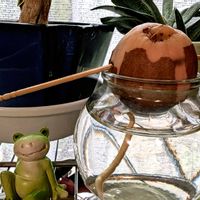 祈る震災復興,水耕栽培,アボガドの種から,花のある暮らし,ハロウィンの画像