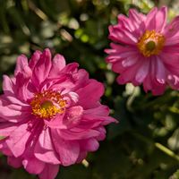 ヤブコウジ,チェッカーベリー,秋明菊,秋明菊,ギリアの画像