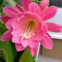 クジャクサボテン,サボテン,コルジリネ,孔雀サボテン,お茶の花の画像
