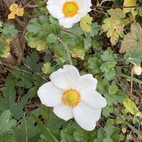 キク,ジニア,ストック,ジュリアン,秋明菊の画像
