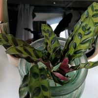カラテアの画像