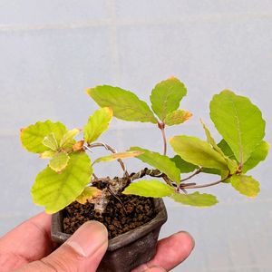 コナラ？,盆栽,ミニ盆栽,盆栽苗木,まめ盆栽の画像