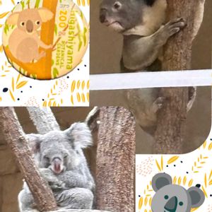 チランジア,チランジア,ユーカリ,空を見上げて,GSのみなさんに感謝❤の画像