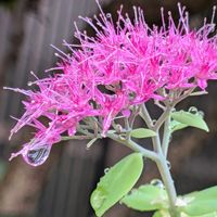 デュランタ, ベンケイソウ,トラスカンディア シラモンタナ（ホワイトベルベット）,ヤノネボンテンカ (タカサゴフヨウ),フジバカマ（藤袴）の画像