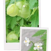 フウセンカズラ,花散歩,花のある暮らし,植物のある暮らし,植中毒の画像