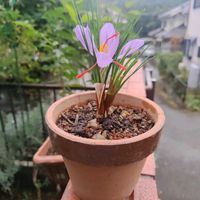 サフラン,家庭菜園の画像
