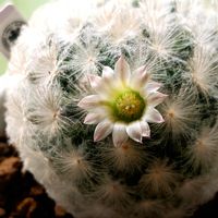 サボテン,サボテン マミラリア,マミラリア 白星,多肉植物,おきにいりの画像