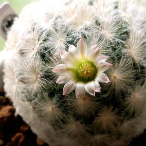 サボテン,サボテン マミラリア,マミラリア 白星,多肉植物,おきにいりの画像