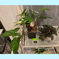 シンゴニウム,三ッ星品質の画像