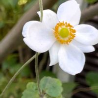 花木,植木鉢,花いろいろ,バラと夢CLUB,おうち園芸の画像