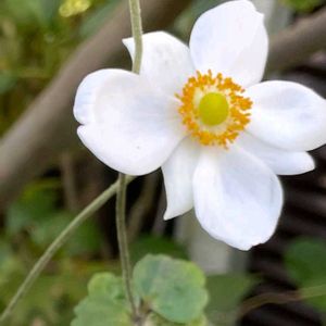 花木,植木鉢,花いろいろ,バラと夢CLUB,おうち園芸の画像