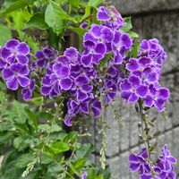 デュランタ 宝塚の画像
